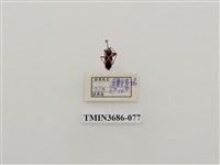 藏品(半翅目(2))的圖片